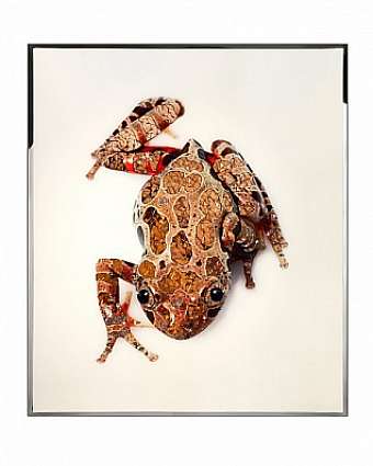 Quadro RANA